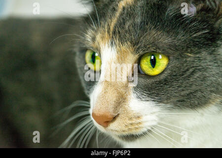 Libre d'adorables gris, blanc et beige cat montrant yeux jaunes et les moustaches Banque D'Images