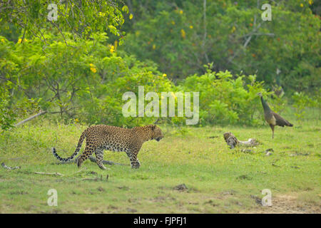 Sri-Lankais leopard (Panthera padres kotiya) marche dans un pré vert luxuriant tandis qu'une femme montres paons sur dans les forêts de Y Banque D'Images