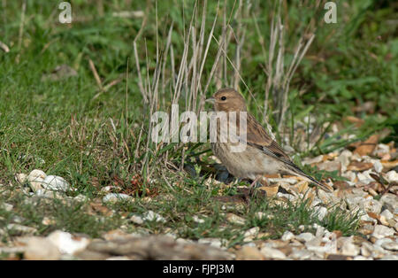 Femme Linnet-Carduelis cannabina rss sur la masse. Uk Banque D'Images