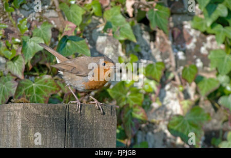 Robin-Erithacus rubecula aux abords de l'alimentation prend pour nicher. Au printemps. Uk Banque D'Images