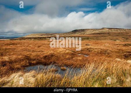 Landes humides et tourbières marécageuses sur Bleaklow près de Hyde dans le Derbyshire. Voir à l'étagère des pierres. Prises de la Pennine Way. Banque D'Images