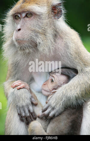 Singe macaque à Bornéo. Banque D'Images