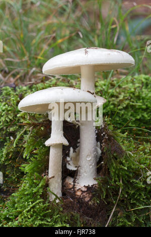 La mort (Amanita phalloides var. Alba), forme blanche, Styrie, Autriche Banque D'Images