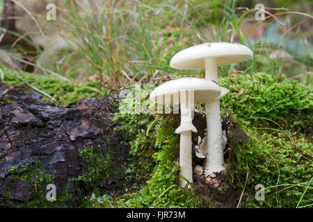 La mort (Amanita phalloides var. Alba), forme blanche, Styrie, Autriche Banque D'Images