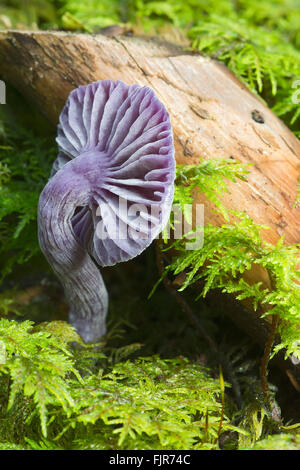 Le fourbe améthyste (Laccaria amethystina), Tyrol, Autriche Banque D'Images