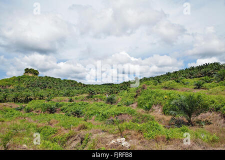 Les plantations de palmier à huile à seulement quelques kilomètres de la rivière Kinabatangan. Sabah, Bornéo, Malaisie. Banque D'Images