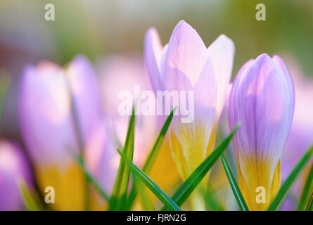 Fleurs : groupe de crocus bleu, gros plan sur fond vert naturel, selective focus, faible profondeur de champ Banque D'Images