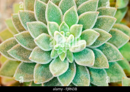 Plantes et arbres : cactus, close-up, motif floral abstrait Banque D'Images