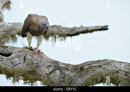 Poisson à tête grise Ichthyophaga ichthyaetus) eagle (se nourrissant d'un poisson sur le haut d'un arbre dénudé dans parc national de Yala, au Sri Lanka Banque D'Images