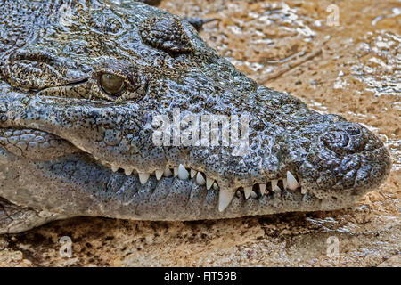 Crocodile (Crocodylus acutus) Mexique Banque D'Images