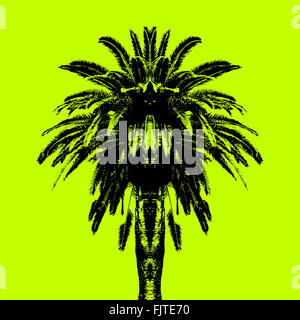 Palm Tree symétrique Banque D'Images