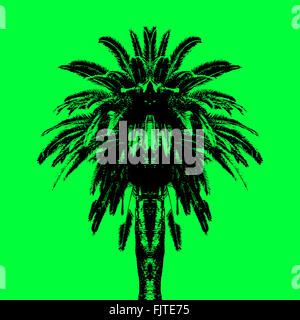 Palm Tree symétrique Banque D'Images