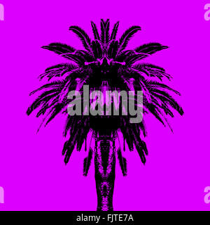 Palm Tree symétrique Banque D'Images