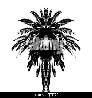 Palm Tree symétrique Banque D'Images