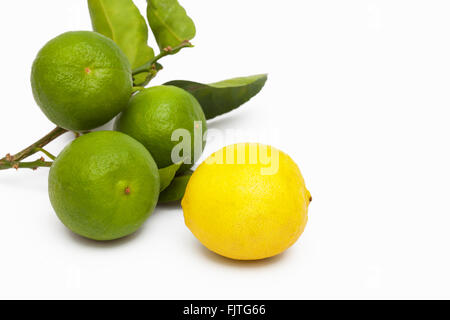 Limes clés fraîchement cueillies à partir d'un jardin en Floride Banque D'Images