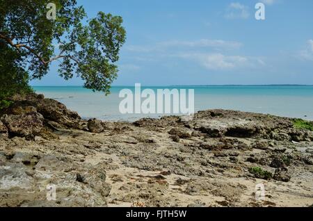 Le parc national de Jozani et de la baie à Zanzibar, Tanzanie Banque D'Images