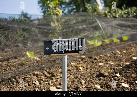 De plus en plus chou sous le tunnel pour la protection dans la maison jardin potager. Banque D'Images