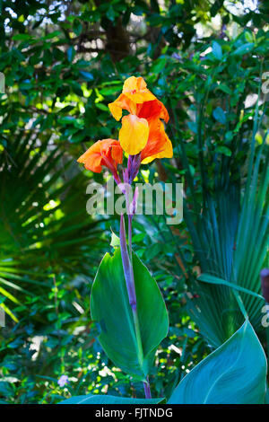 Un Canna fleurit au bord d'une zone boisée dans un jardin de la Floride en été Banque D'Images