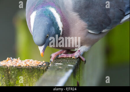 Pigeon ramier ramasser grain withs son bec du haut d'un poste en bois. Banque D'Images