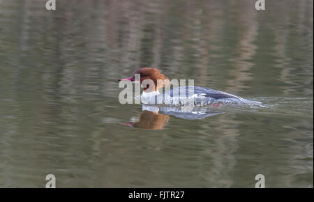 Harle bièvre femelle natation sur un lac. Banque D'Images