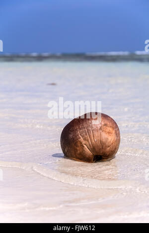 Un seul lancé de noix de coco sur une plage tropicale. La marée du matin. coco lave Banque D'Images