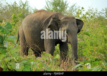 Lankesian éléphant (Elephas maximus Maximus) dans le bush. Parc National d'Uda Walawe, Sri Lanka Banque D'Images