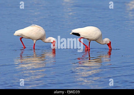 Ibis blanc américain, couple à la recherche de nourriture dans l'eau, Sanibel Island, Floride, USA, Amérique du Nord / (Eudocimus albus) Banque D'Images