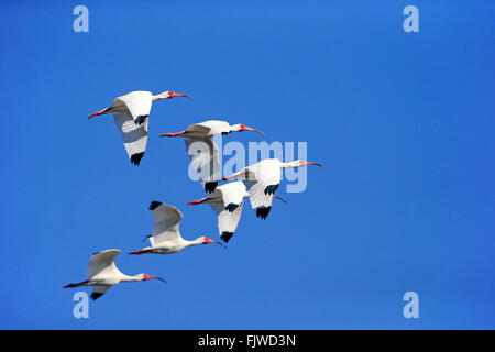 Ibis blanc américain, des profils groupe flying, Sanibel Island, Floride, USA, Amérique du Nord / (Eudocimus albus) Banque D'Images