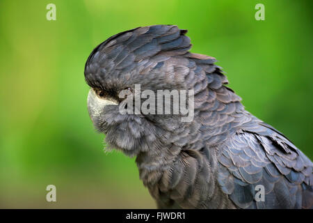 Red-Tailed Cacatoès Noir, portrait, Australie / (Calyptorhynchus banksii) Banque D'Images