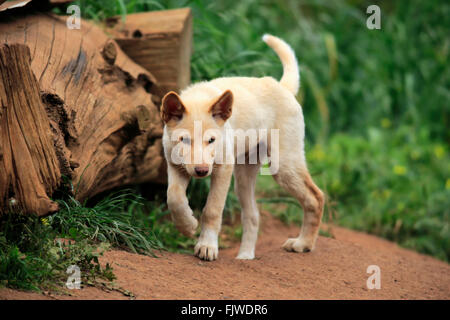 Dingo, jeunes, Australie / (Canis familiaris dingo) Banque D'Images