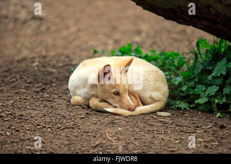 Dingo, le jeune se reposer, Australie / (Canis familiaris dingo) Banque D'Images