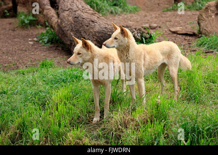 Dingo, couple, Australie / (Canis familiaris dingo) Banque D'Images