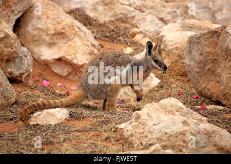 Yellow-footed Rock Wallaby, Australie / (Petrogale xanthopus) Banque D'Images