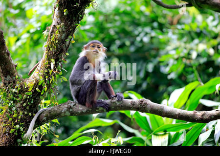 Douc Langur, les subadultes sur arbre, Asie / (Pygathrix nemaeus) Banque D'Images