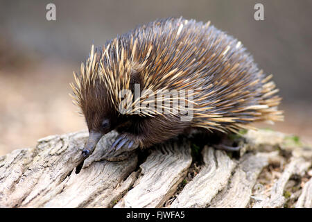 Échidné à nez court, South Australia, Australie / (Tachyglossus aculeatus) Banque D'Images