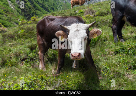 En colère à la recherche du bétail sur une prairie de montagne en Suisse. Banque D'Images