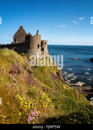 Les fleurs du printemps le château de Dunluce Portrush Roches Blanches Banque D'Images