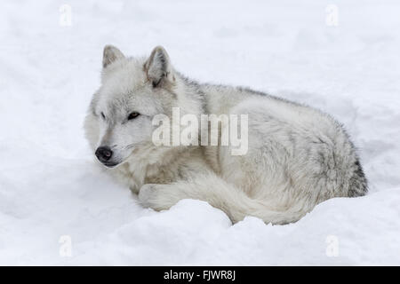 Loup gris Banque D'Images