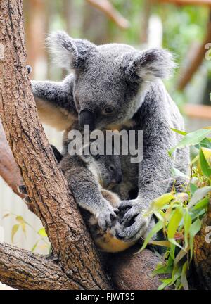 Maman koala avec son bébé. Banque D'Images