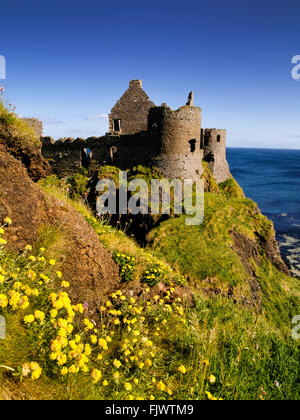 Les fleurs du printemps le château de Dunluce Portrush Roches Blanches Banque D'Images