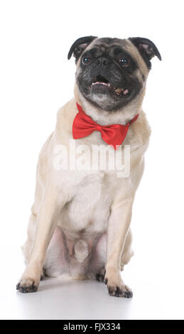 Handsome mixed breed dog wearing Bow tie sur fond blanc Banque D'Images