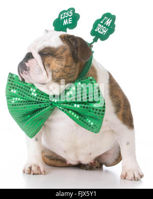 Bulldog anglais porter kiss me I'M Irish headband Banque D'Images