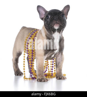 Chiot bouledogue français femelle portant des perles isolé sur fond blanc Banque D'Images