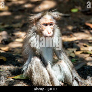 Un singe macaque Bonnet KTCD Wildlife Resort Aranya Nivas Thekkady Kerala Inde Banque D'Images