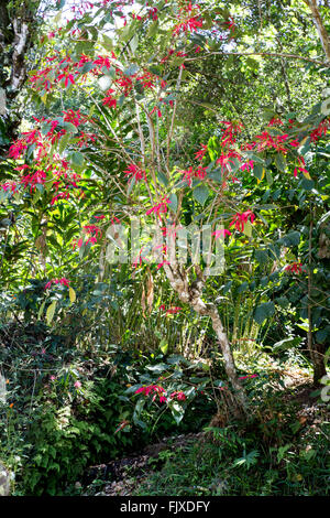 Royal Poinciana (Delonix regia) Tree Munnar Kerala Inde Hills Banque D'Images