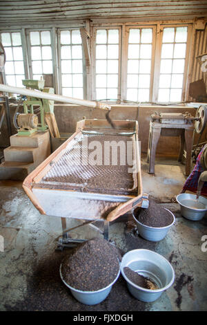 Kolukkumalai Munnar Kerala Inde usine de thé Banque D'Images