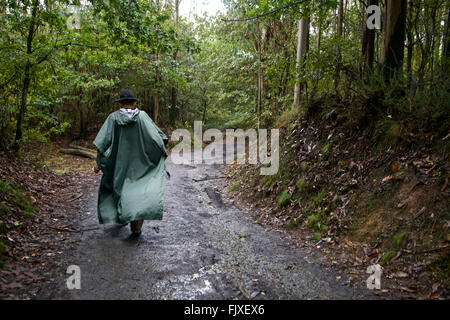 La marche du Camino, un homme portant un long poncho de pluie marche à travers la forêt de Galice Espagne, le sol humide de la pluie. Banque D'Images