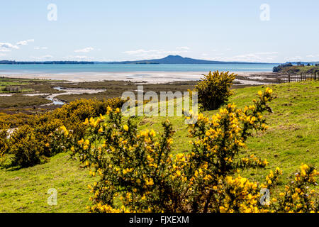 Nouvelle-zélande plage Whiteford Rangitoto Banque D'Images