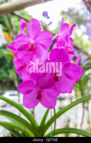 Une photo de l'orchidée Vanda Rose Banque D'Images