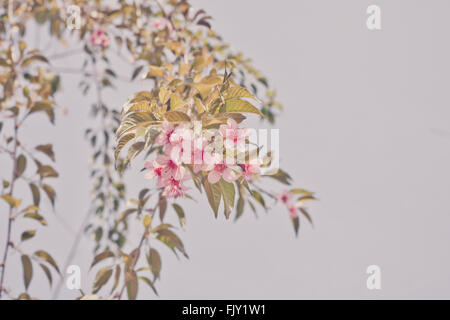 Wild Cherry Himalaya Banque D'Images